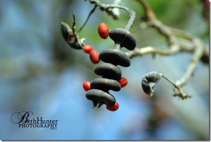 cr-Coral-seeds cr-Coral-seeds