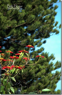 poinsettia-tree