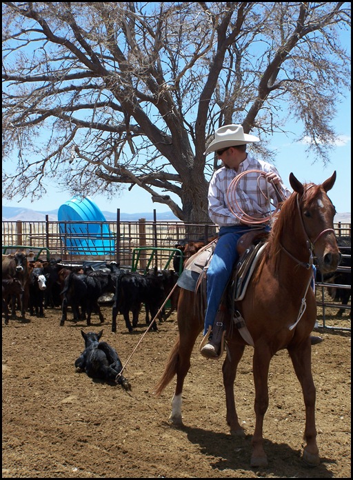 spencepullingblackcalf