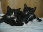 Kattunge 1, 2 och 3 (Puma och Tufsens bebisar)