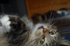 Lilians misse, Minnie