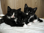Kattunge 1, 2 och 3 (Tufsen och Pumas bebisar)