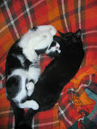 Puma och Tufsen