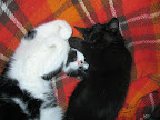 Puma och Tufsen