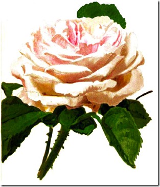 rose4_rpfh rose4_rpfh