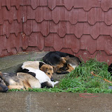 Pile of sleepy dogs