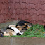 Pile of sleepy dogs