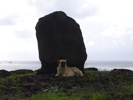 Empanada dog.  Always in front of the empada shop next to the harbour.  He enjoys the shade of the nearby moai.