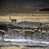 Vicuñas