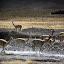 Vicuñas