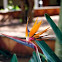 Bird of Paradise 