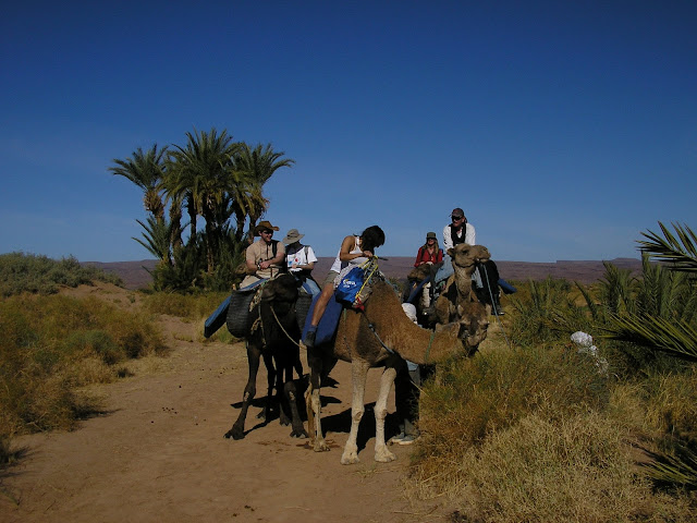 Camel stops for a bite to eat