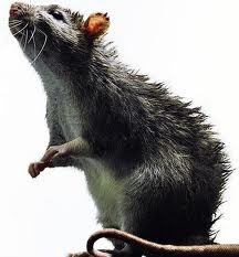 [rat[7].jpg]