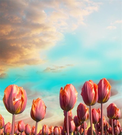 tulips1 (Large)