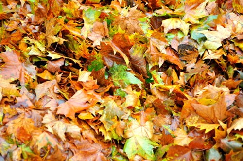 Fall pile of leaves