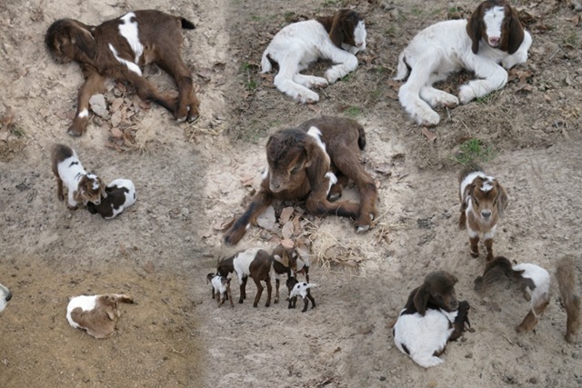 [feb2010babygoats_AutoCollage_9_Image.jpg]