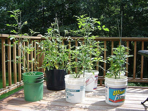 [olants in buckets[3].jpg]