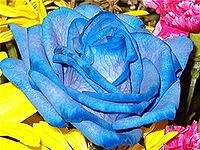 [200pxBluerose3.jpg]