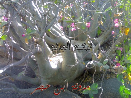 ٣٠٠٣٢٠٠٩٣٨٠