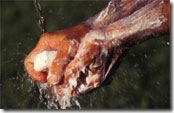 washing hands with a bar of soap