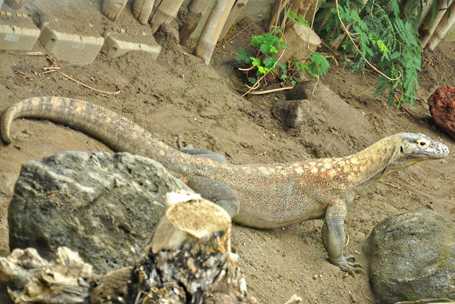[komodo[4].jpg]