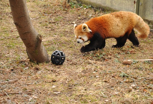 red panda