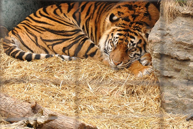 [tiger[4].jpg]