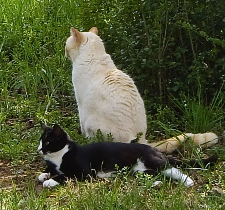 [Jamie-and-Charlie-cat-friends-at-last[7].jpg]