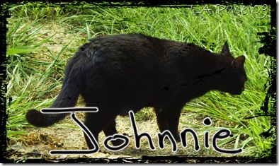 Johnnie cat