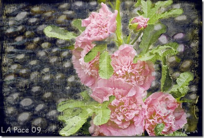 Starry Hollyhock digital montage