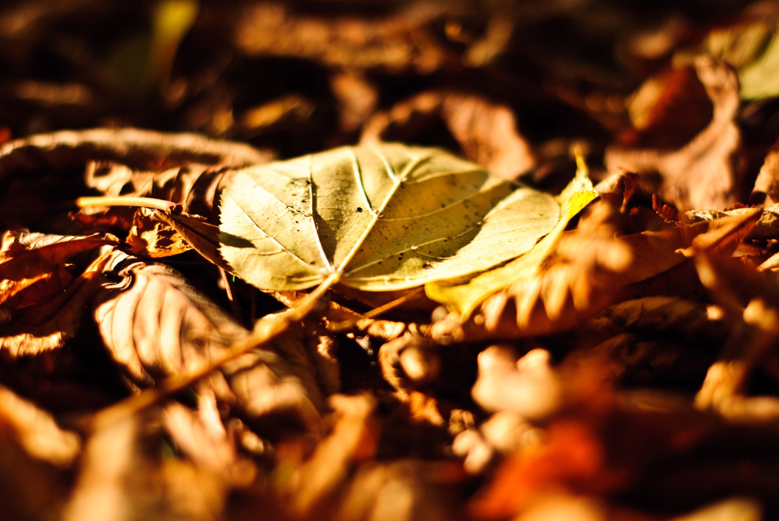 [DSC_02113.jpg]