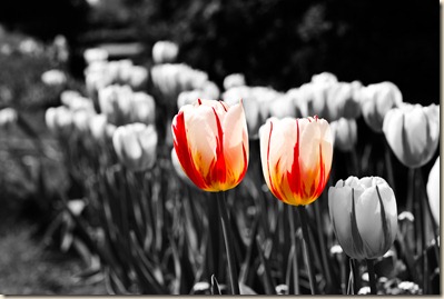 cluj-botanical-garden-tulips-4