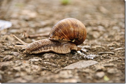 crawl-snail-2