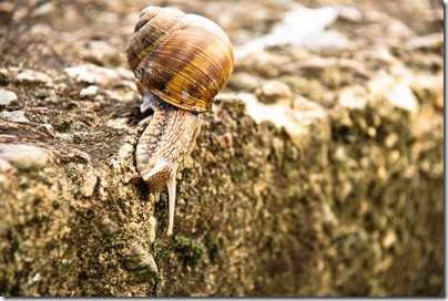 crawl-snail-5