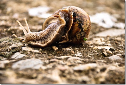 crawl-snail-4