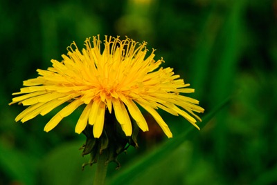 dandelion-yellow-3
