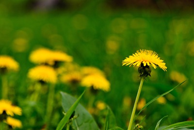 dandelion-yellow-1
