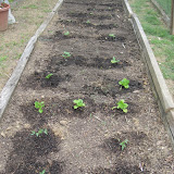 2008 Garden