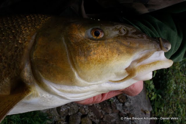 peche truite 37