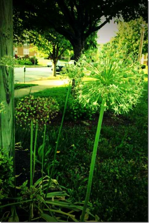 FxCam_1305240971245