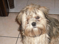 Merlino