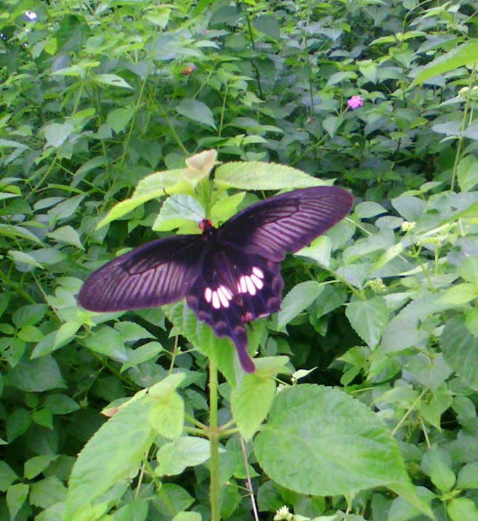 Spotting Image 1