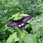 Common Rose