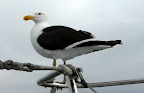 Dominikaner-Möwe Dominikaner-Möwe