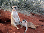 Erdmännchen bei der Bagatelle Kalahari Ranch im Süden von Namibia Erdmännchen bei der Bagatelle Kalahari Ranch im Süden von Namibia