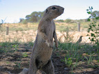 Erdhörnchen im Kalagadi Transfrontier Park, Südafrika Erdhörnchen im Kalagadi Transfrontier Park, Südafrika