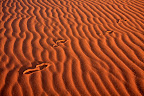 Spuren im Sand, wo führen die hin? Spuren im Sand, wo führen die hin?