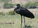 Klaffschnabel Storch odere Open Bill Stork, ein Schnabel wie eine Pinzette, zum Muscheln knacken.