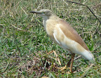 Rallenreiher