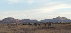 Bergzebras bei der Palmwag Lodge. Sonnenaufgang und super Stimmung, da lohnt es sich früh aufzustehen. Bergzebras bei der Palmwag Lodge. Sonnenaufgang und super Stimmung, da lohnt es sich früh aufzustehen.